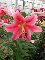 [5189 Imprato VWS No02.JPG]